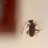 ant-like leaf beetle