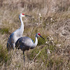 Sandhill Crane