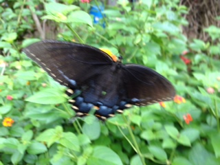 Blue swallow tail