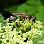 Marimbondo (Paper wasp)