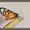 Ornate tiger moth