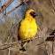 Southern Masked Weaver (Male)