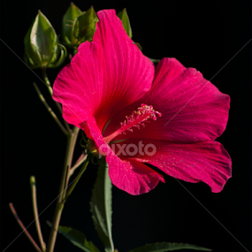 In my Garden by Jean-Pierre Ducondi - Flowers Single Flower