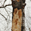 Tree "Damaged" by Woodpeckers