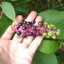 Common Pokeweed Berries