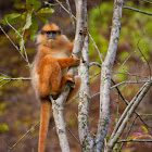Sumatran Surili / Mitered Leaf Monkey