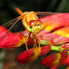 Autumn Meadowhawk