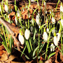 Snowdrop