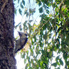 Nutalls Woodpecker