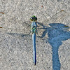 Eastern pondhawk dragonfly (male)