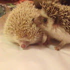 African Pygmy Hedgehog