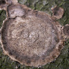 Stereum crust fungus