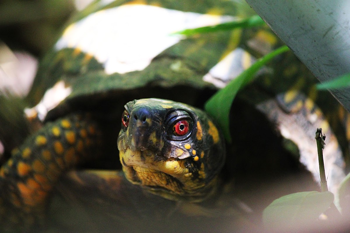 Eastern Box Turtle (male)