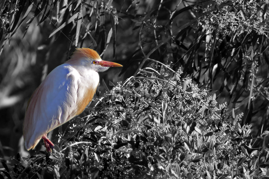 by Breno Teixeira - Animals Birds