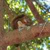 American Red Squirrel