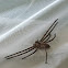 Common Rain spider