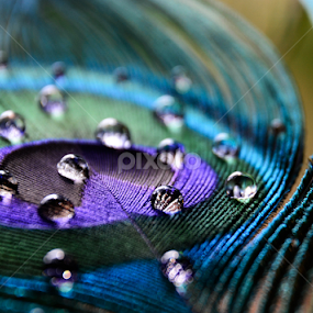 by Subir Majumdar - Nature Up Close Other Natural Objects