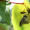 Yellow Jacket/Wasps