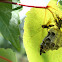 Yellow Jacket/Wasps