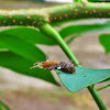 Slug Moth caterpillar with parasite