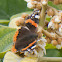 Red Admiral