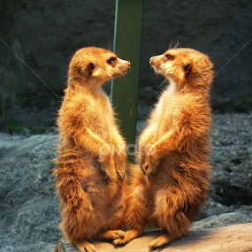 copy/paste by Čedna Dadić - Animals Other Mammals