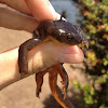 Fire belly newt