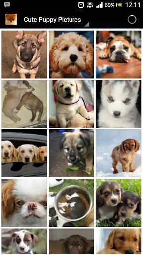 Cute Puppies 4 U - Wallpapers