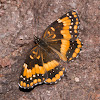 California Patch Butterfly