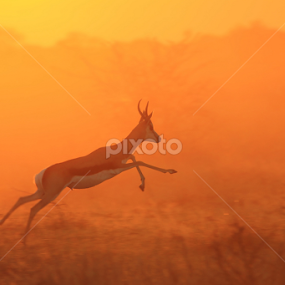 Springbok - Jumping for Gold by Dries Alberts - Animals Other Mammals