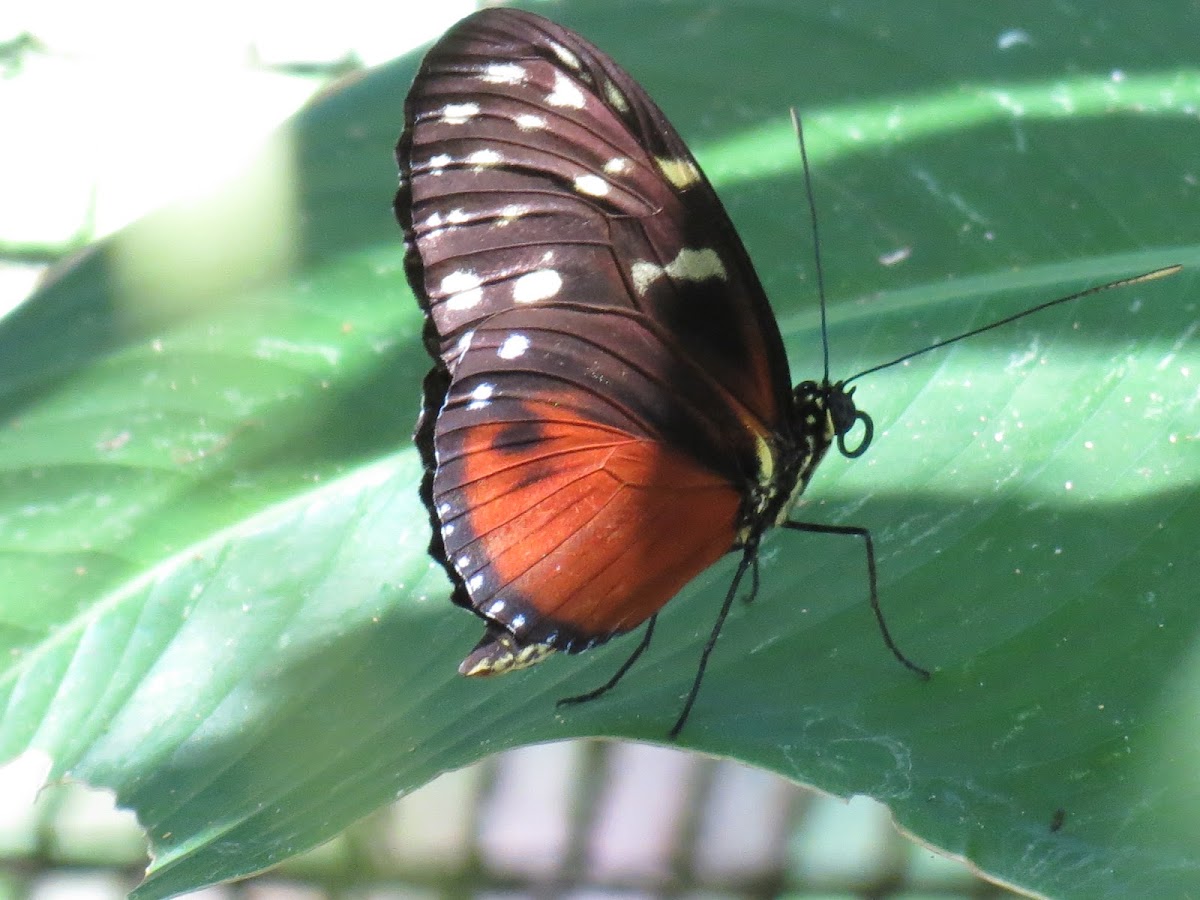 Hecale longwing