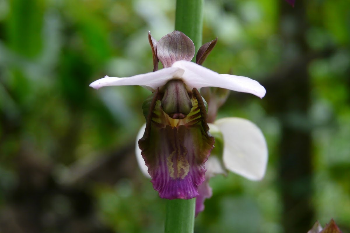 Eulophia Orchid
