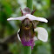 Eulophia Orchid