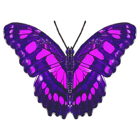 Butterfliestry
