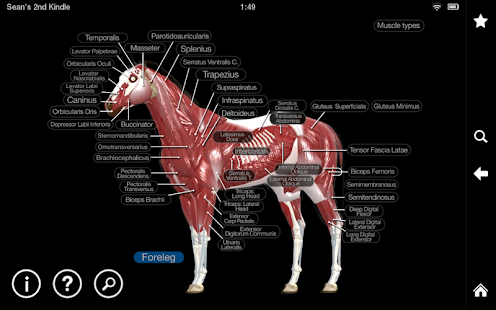 Horse Anatomy: Equine 3D