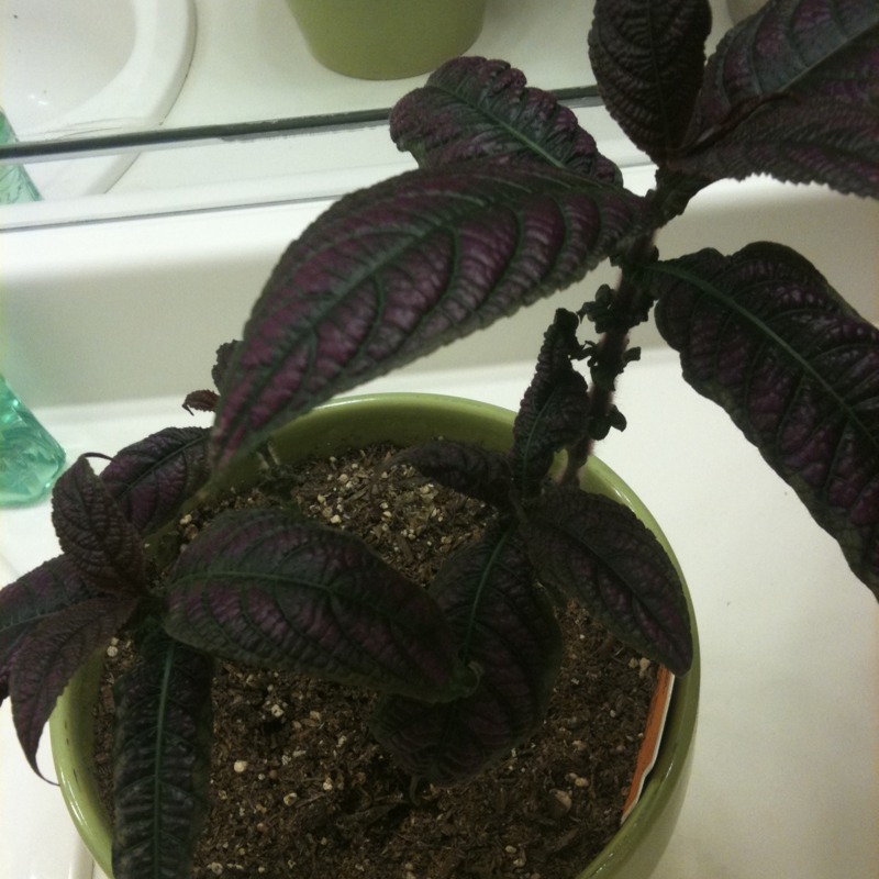 Persian shield