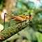 Common Bush Crickets