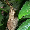 Saturniidae Cocoon
