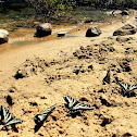 Western Tiger Swallowtail Butterfly