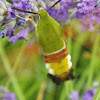 Olive bee hawk moth, Hrvatska golupka