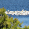 American White pelicans