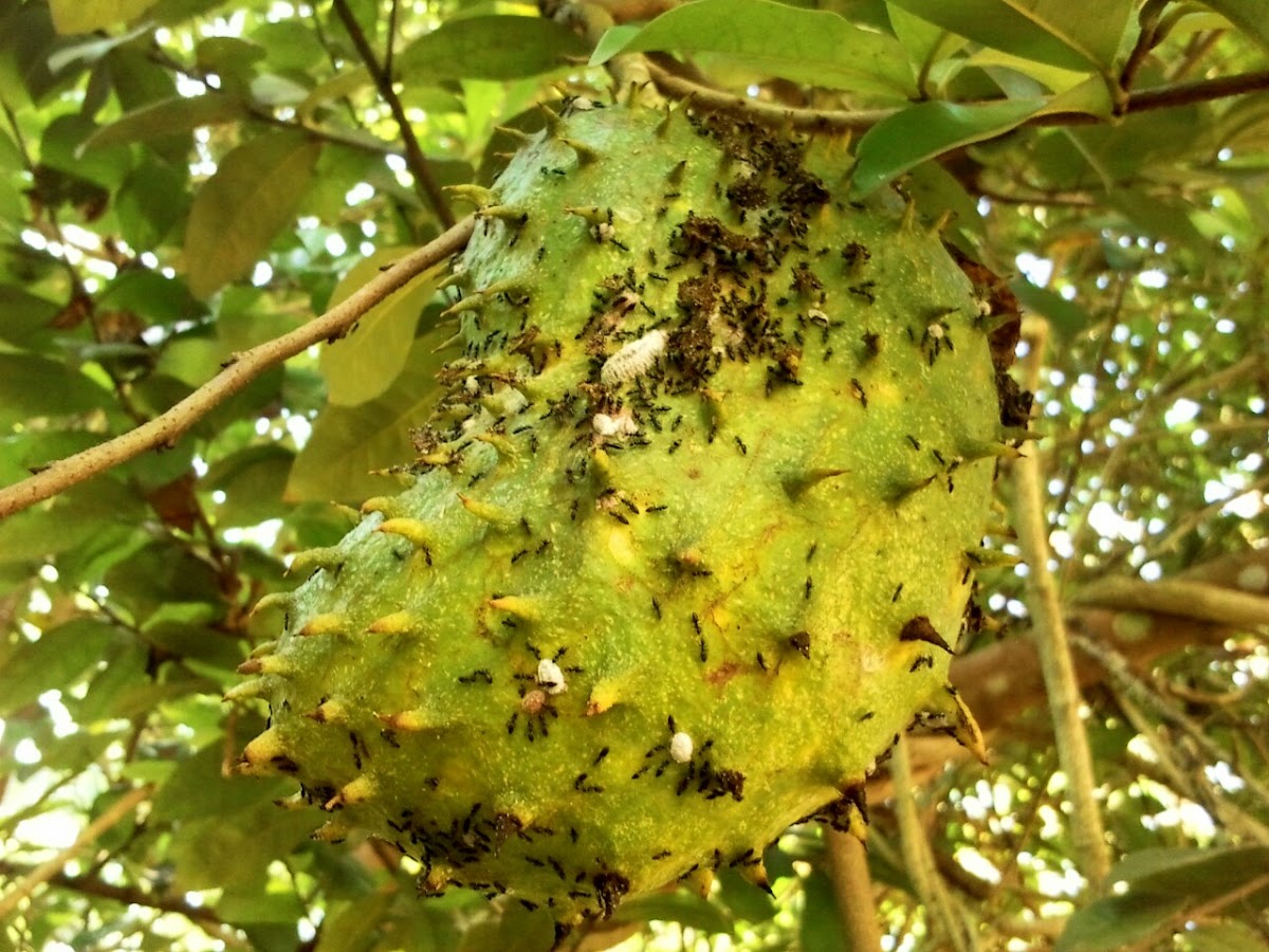 soursop, sirsak