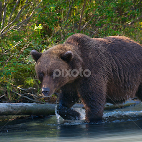Watchful Stroll by Ken Miracle - Animals Other Mammals