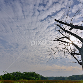  a tree by 思远 郭 - Landscapes Sunsets & Sunrises