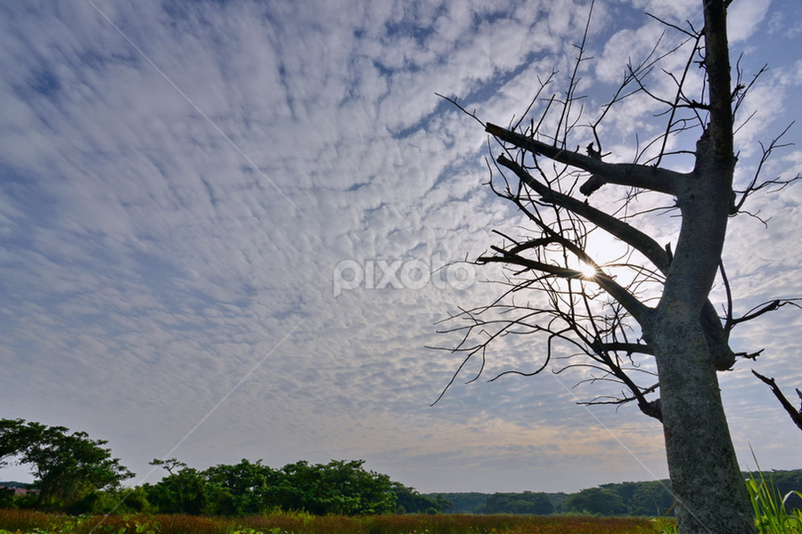  a tree by 思远 郭 - Landscapes Sunsets & Sunrises