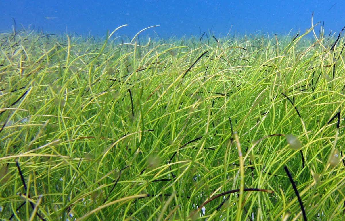 Manatee Grass
