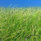 Manatee Grass