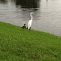 Great Egret