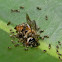 Asiatic honey bee and ants