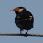 Asian Pied Starling / Pied Myna